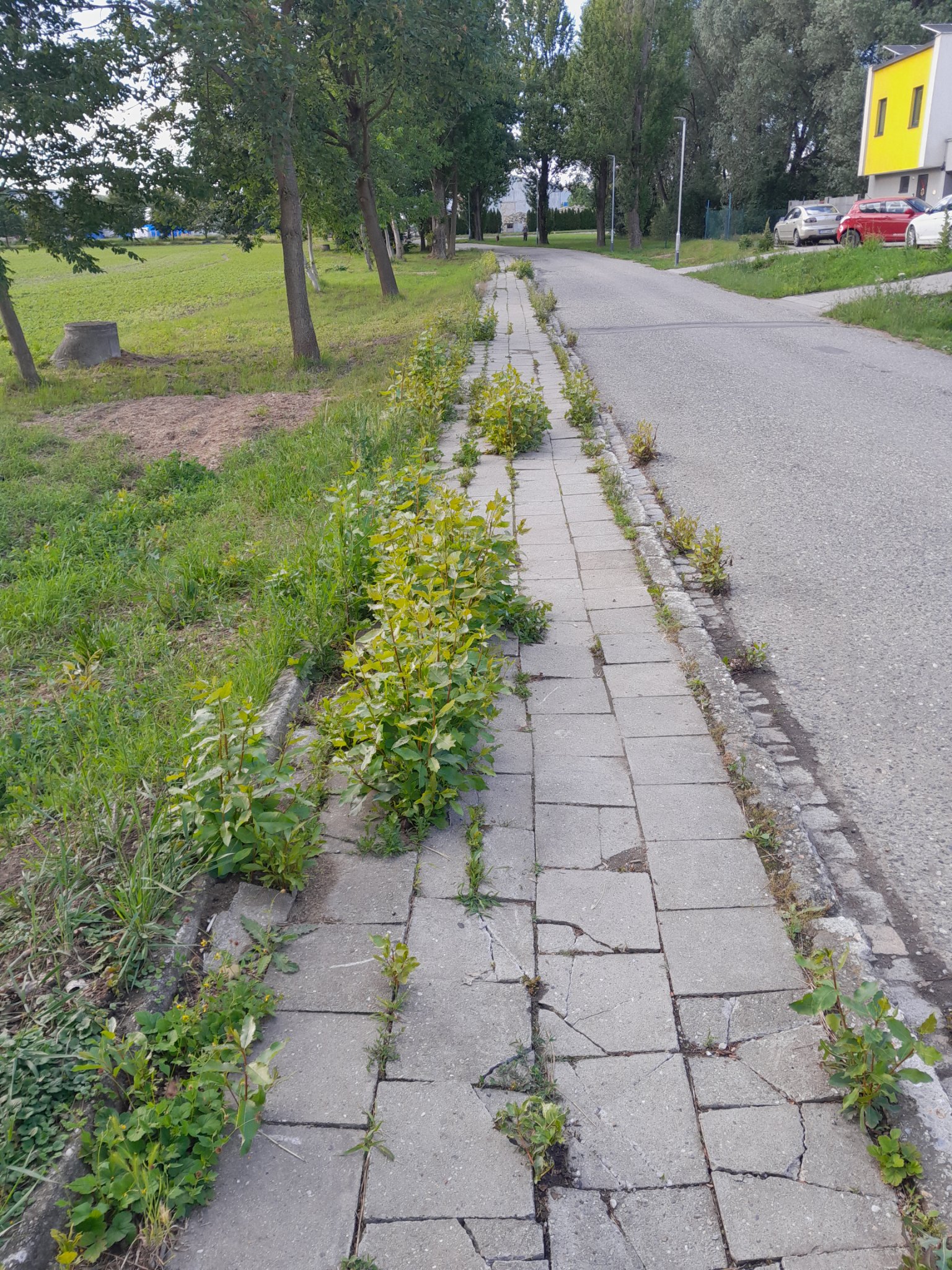 Stromy rostoucí z chodníku